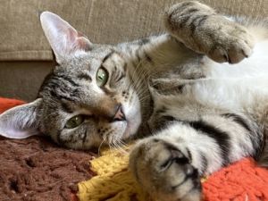 Maki, Adult Female Domestic Short Hair