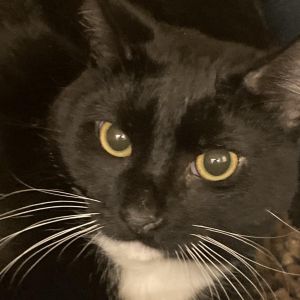 Looking for a chatty companion who also loves his own kind Thats Dick He loves wet food telling 