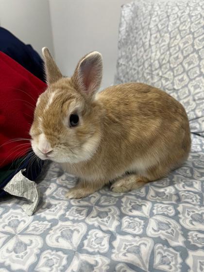 Peanut