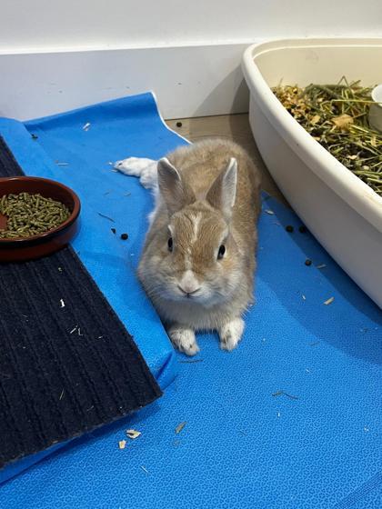 Peanut