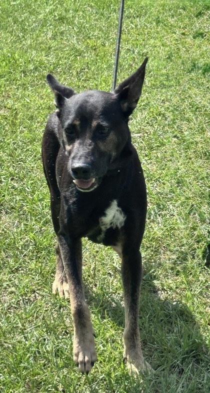 Roxie