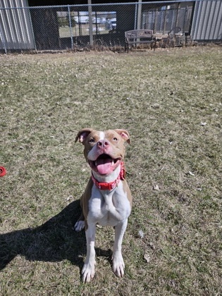 Meadow, an adoptable Pit Bull Terrier, Mixed Breed in Willmar, MN, 56201 | Photo Image 1
