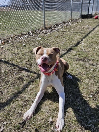 Meadow, an adoptable Pit Bull Terrier, Mixed Breed in Willmar, MN, 56201 | Photo Image 2