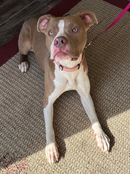 Meadow, an adoptable Pit Bull Terrier, Mixed Breed in Willmar, MN, 56201 | Photo Image 3