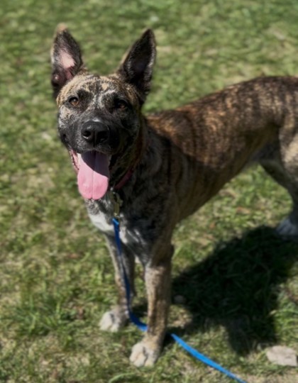 Fayra, an adoptable Shepherd, Mixed Breed in Willmar, MN, 56201 | Photo Image 1