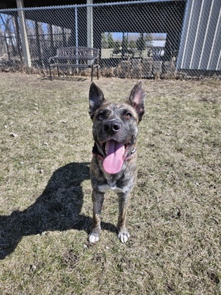 Fayra, an adoptable Shepherd, Mixed Breed in Willmar, MN, 56201 | Photo Image 2