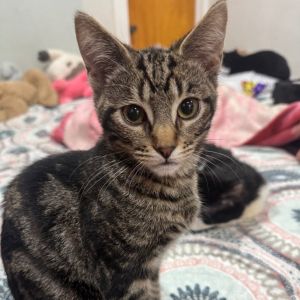 Meet Tim the little brown tabby with a big personality This energetic ball of fluff is always on t
