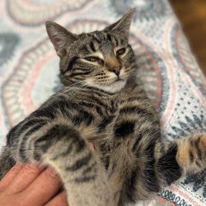 Meet Tim the little brown tabby with a big personality This energetic ball of fluff is always on t
