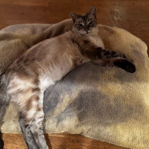 Meet Glenda a one-of-a-kind beauty with a mesmerizing coat thats as unique as she is This sweet a