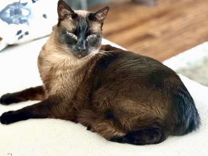 Sugar (declawed)