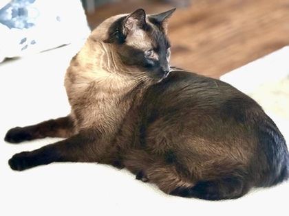 Sugar (declawed)
