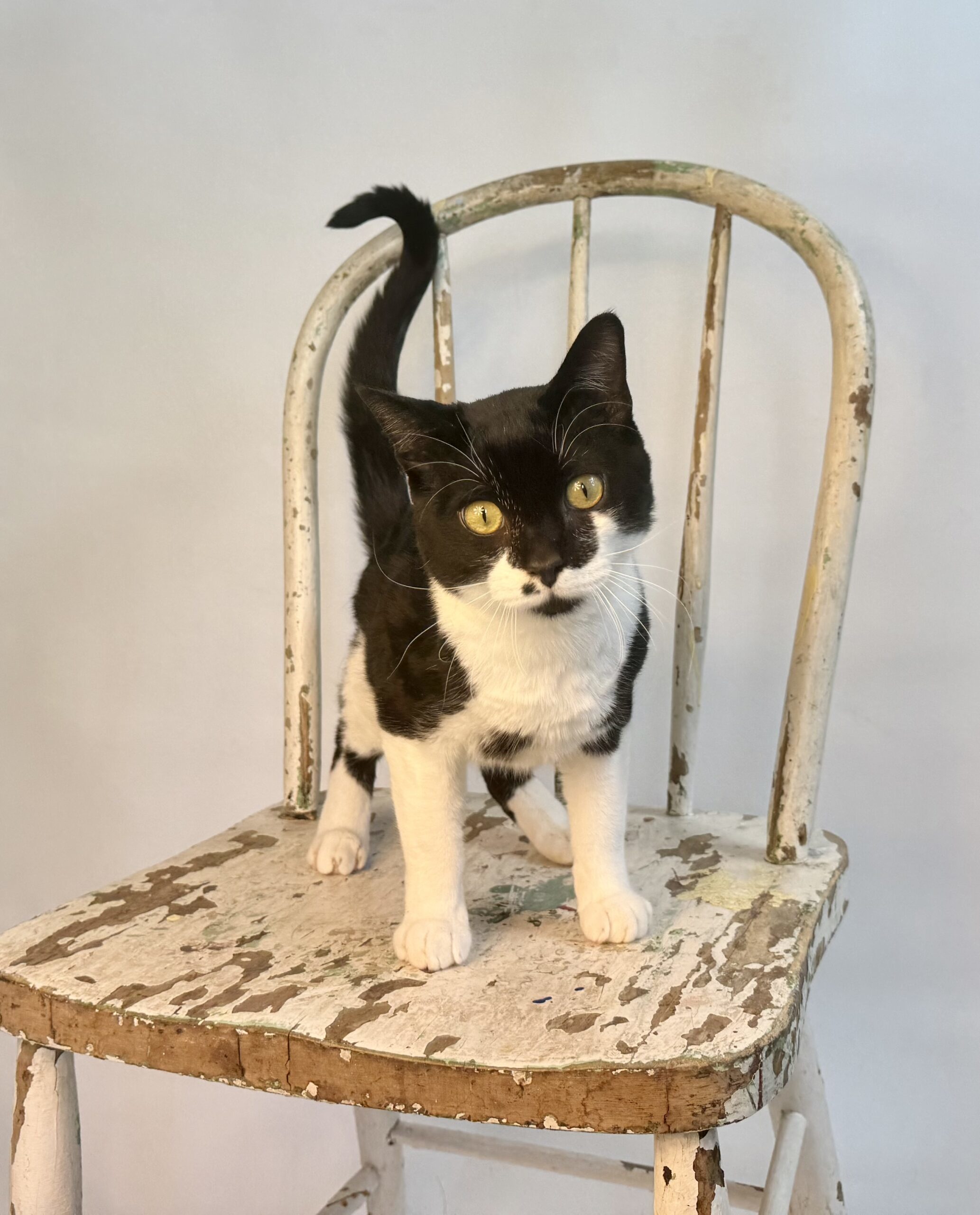 Pep Le Pew, an adoptable Domestic Short Hair in Dillon, MT, 59725 | Photo Image 1