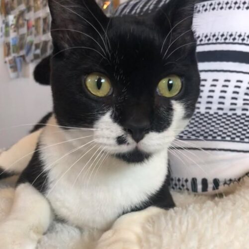 Pep Le Pew, an adoptable Domestic Short Hair in Dillon, MT, 59725 | Photo Image 2