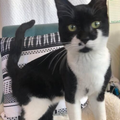Pep Le Pew, an adoptable Domestic Short Hair in Dillon, MT, 59725 | Photo Image 3