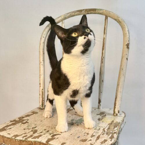 Pep Le Pew, an adoptable Domestic Short Hair in Dillon, MT, 59725 | Photo Image 4