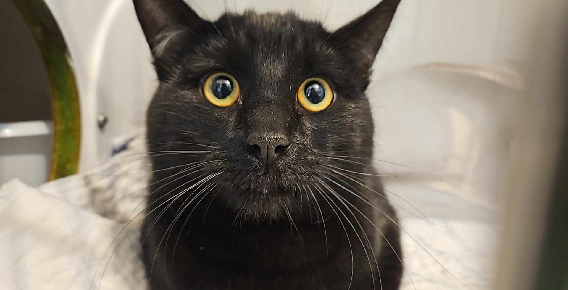 Jester, an adoptable Domestic Short Hair in Dillon, MT, 59725 | Photo Image 1