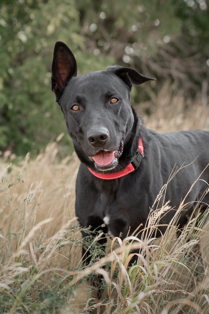 Rowdy, an adoptable Labrador Retriever in Gillette, WY, 82716 | Photo Image 1