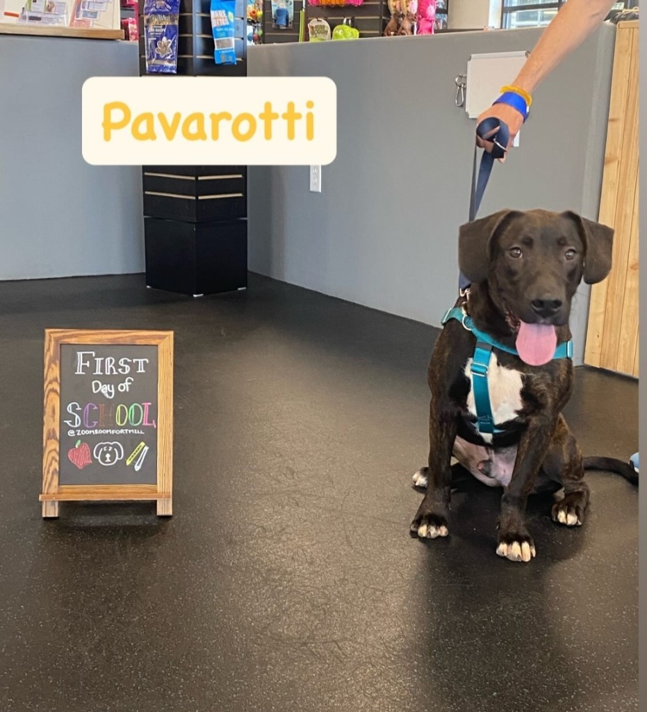 Pavarotti