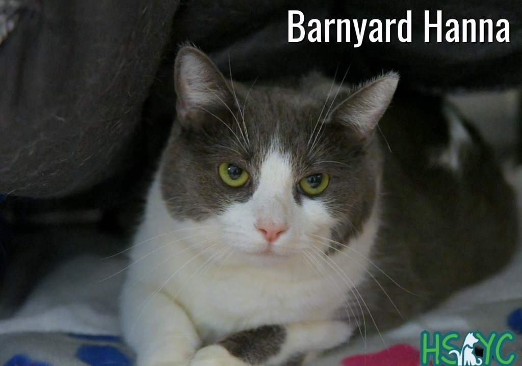 Barnyard Hanna