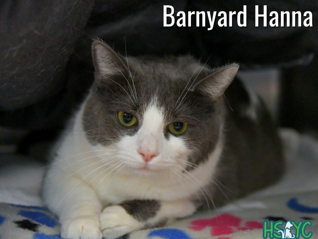 Barnyard Hanna