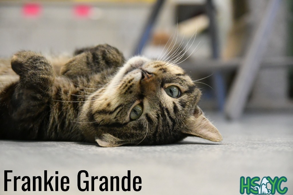 Frankie Grande