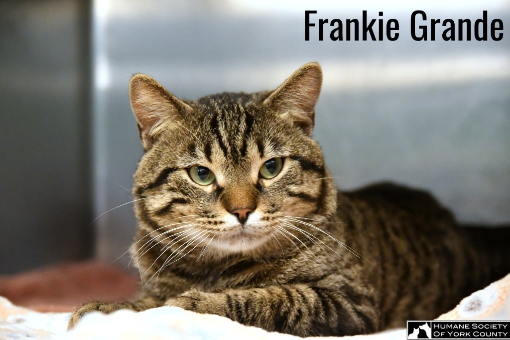 Frankie Grande