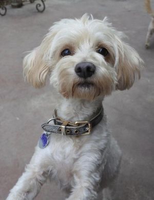 Lil Bit Fred and his brother Murray were found in a park in Los Banos The boys came running to