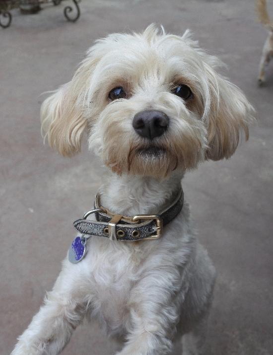 Murray, an adoptable Terrier, Spaniel in Half Moon Bay, CA, 94019 | Photo Image 1