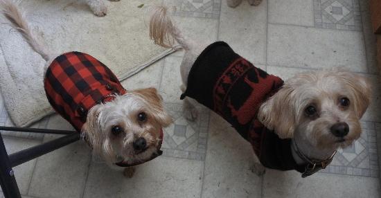 Murray, an adoptable Terrier, Spaniel in Half Moon Bay, CA, 94019 | Photo Image 2