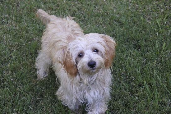 Murray, an adoptable Terrier, Spaniel in Half Moon Bay, CA, 94019 | Photo Image 3