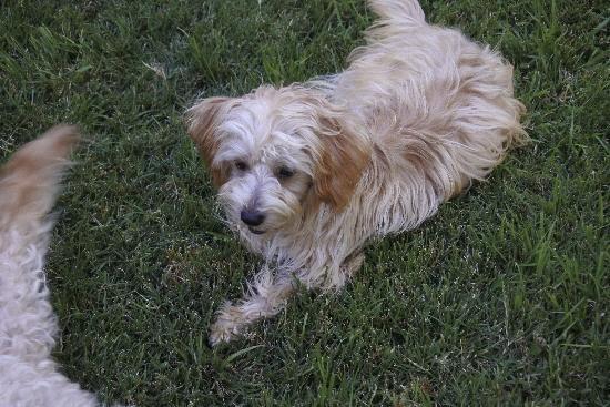 Murray, an adoptable Terrier, Spaniel in Half Moon Bay, CA, 94019 | Photo Image 4