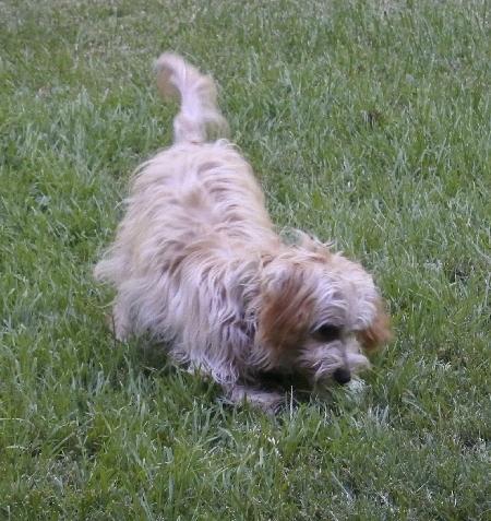 Murray, an adoptable Terrier, Spaniel in Half Moon Bay, CA, 94019 | Photo Image 5