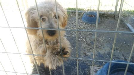 Murray, an adoptable Terrier, Spaniel in Half Moon Bay, CA, 94019 | Photo Image 6