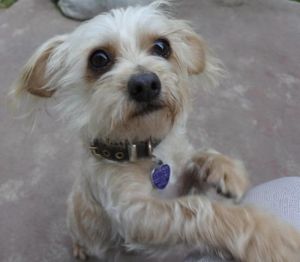 Lil Bit Fred and his brother Murray were found in a park in Los Banos The boys came running to