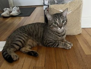 My foster writes Hi Im Croquette I might seem shy at first but once Im comfortable Im a tota