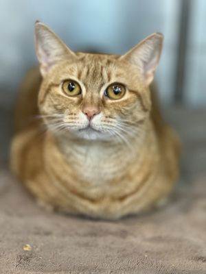 Mabel, Adult Female Domestic Short Hair