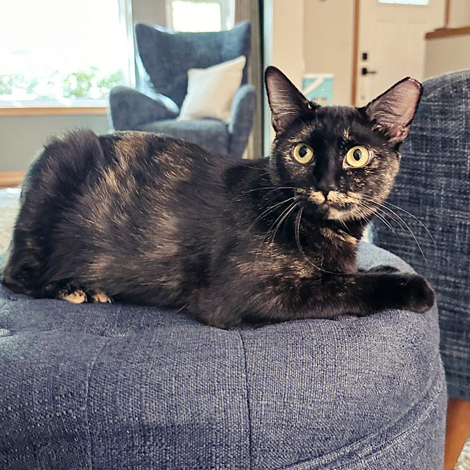 Annabelle, an adoptable Domestic Short Hair in Wichita, KS, 67208 | Photo Image 2