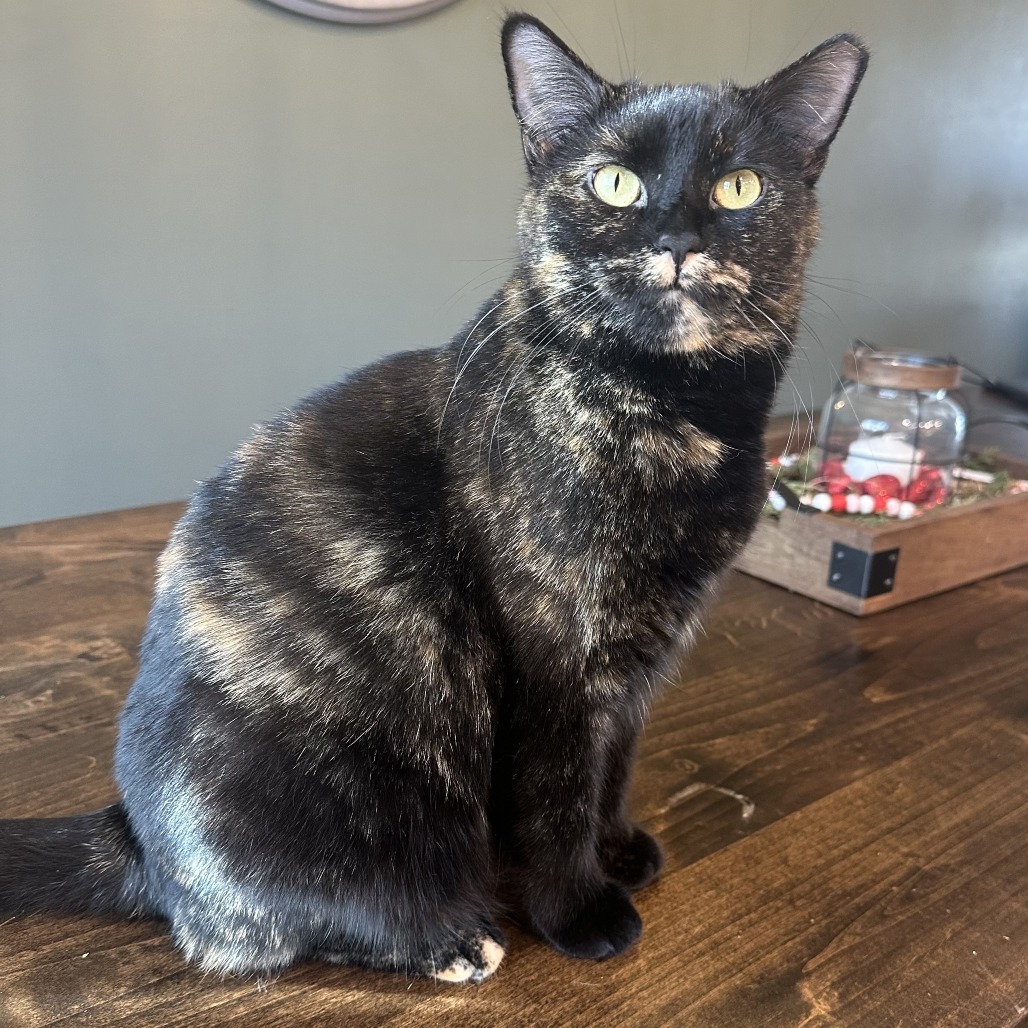 Annabelle, an adoptable Domestic Short Hair in Wichita, KS, 67208 | Photo Image 3