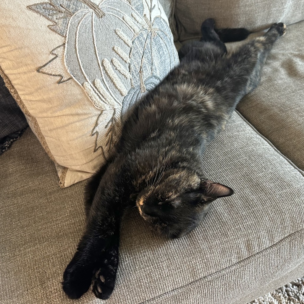 Annabelle, an adoptable Domestic Short Hair in Wichita, KS, 67208 | Photo Image 4
