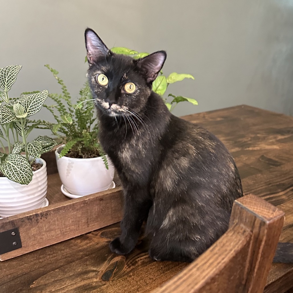 Annabelle, an adoptable Domestic Short Hair in Wichita, KS, 67208 | Photo Image 6