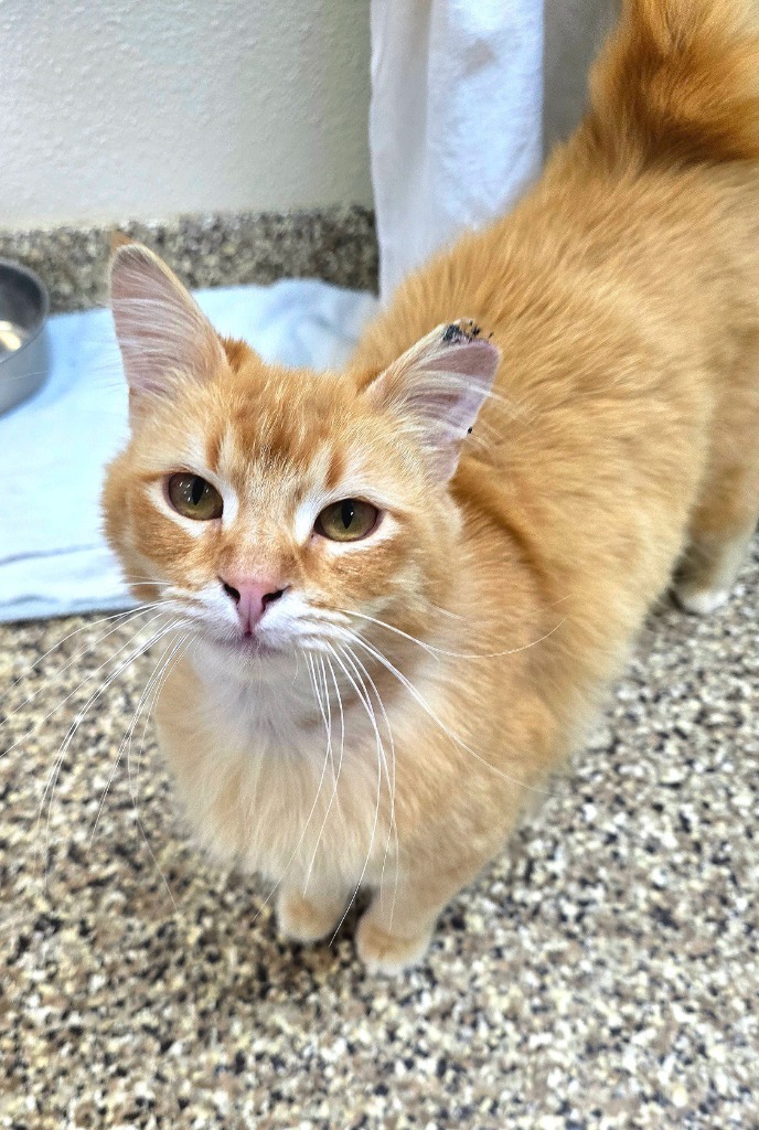 Jetson, an adoptable Domestic Long Hair in Pratt, KS, 67124 | Photo Image 1
