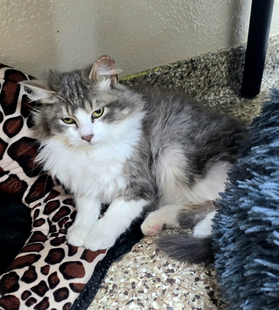 Frosty, an adoptable Domestic Long Hair in Pratt, KS, 67124 | Photo Image 1