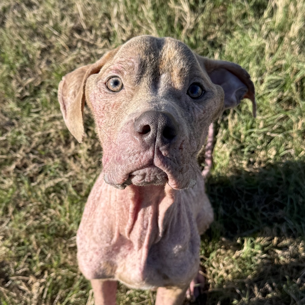 Jasper