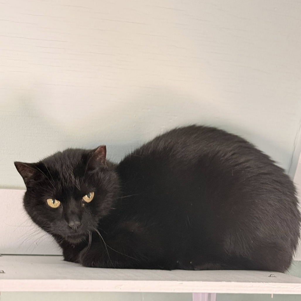 Blackie