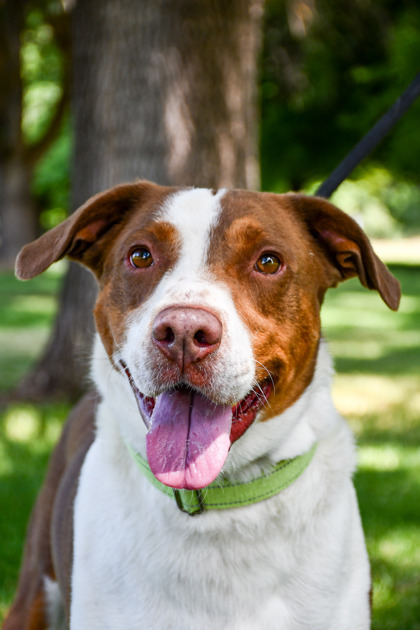 Kenneth, an adoptable Pointer, Border Collie in Yakima, WA, 98901 | Photo Image 1
