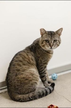 Theodore, Young Male Domestic Short Hair