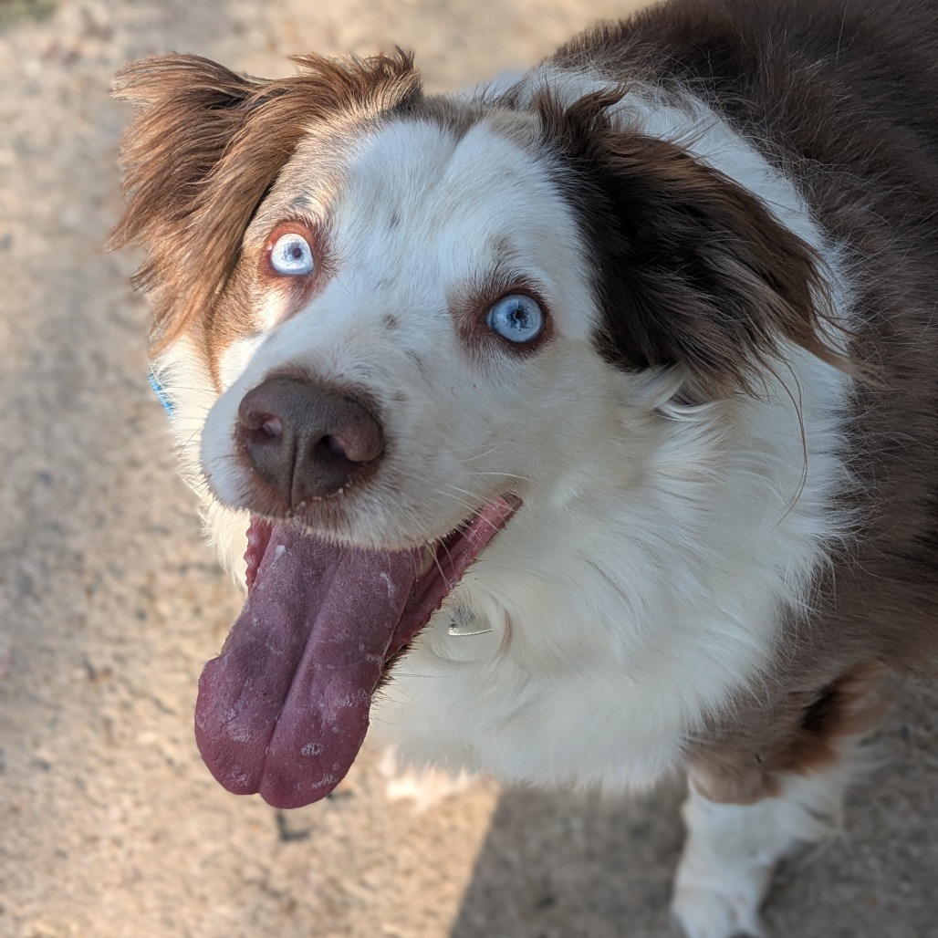 Koda