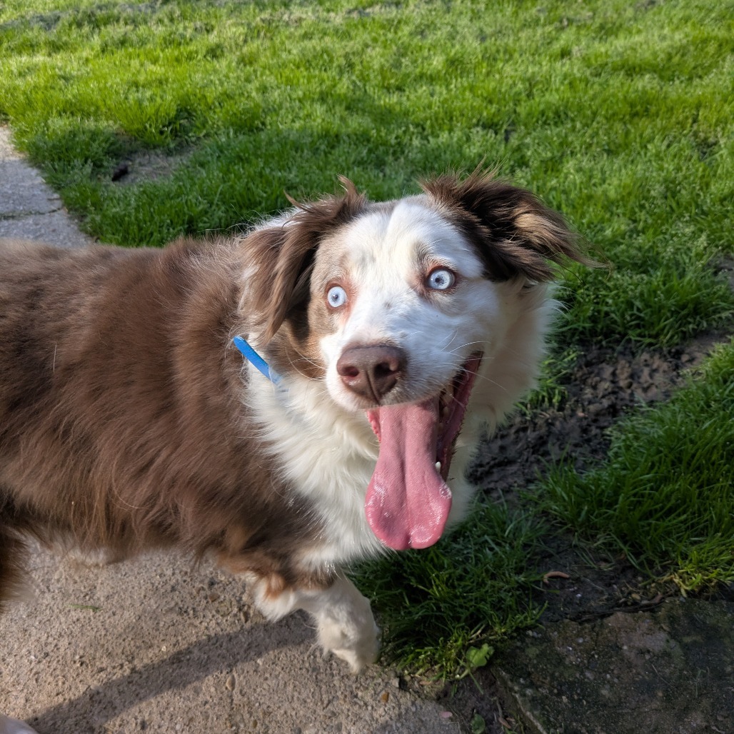 Koda