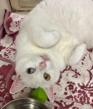 Zuri *Sponsored Senior, Senior Female Domestic Short Hair