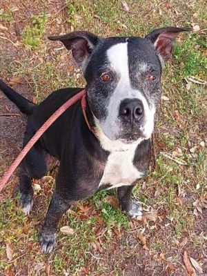 ONYX American Staffordshire Terrier Dog